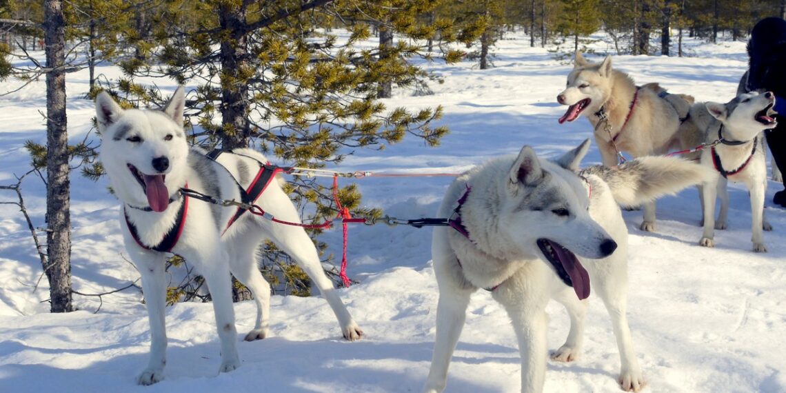 Husky